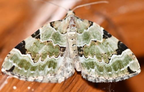 Colostygia pectinataria
